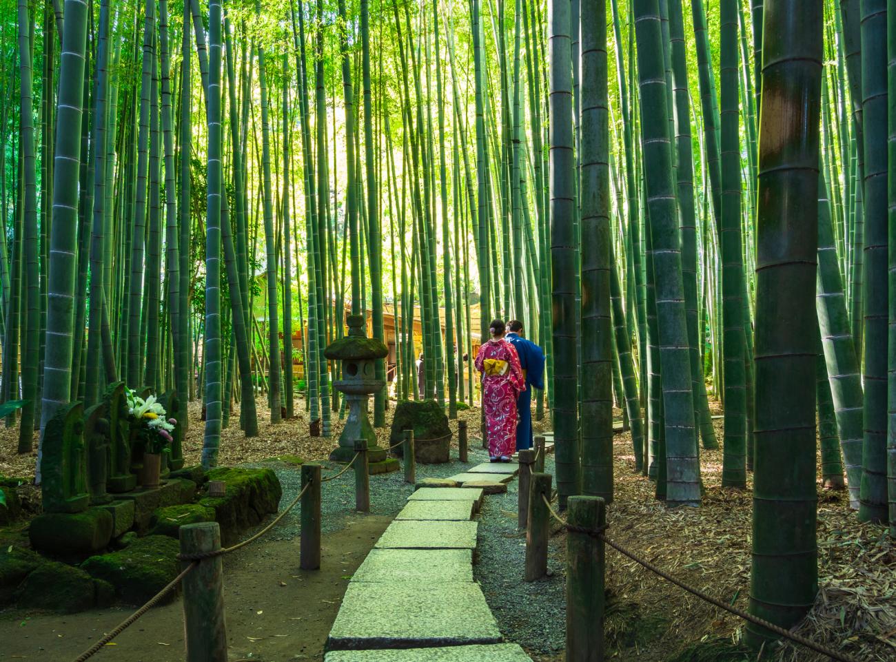 Visitors walking through the bamboo grove at Hokoku-ji